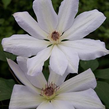 Clematis 'Henryi'
