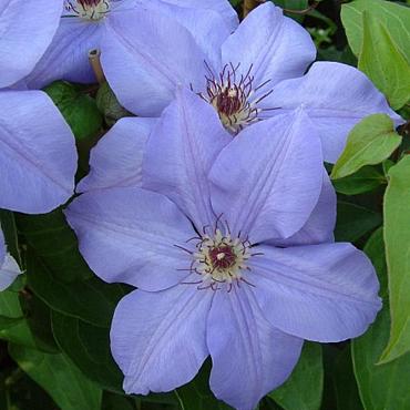Clematis 'Hybrida Sieboldii'