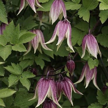 Clematis I Am Red Robin