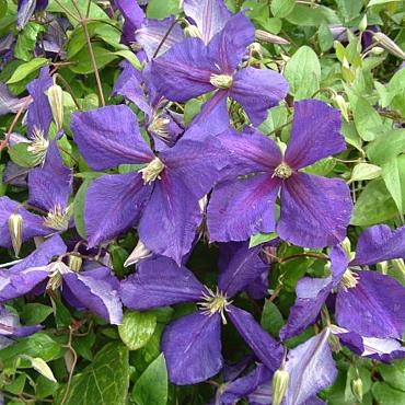 Clematis 'Jackmanii'