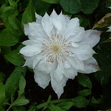Clematis 'Jackmanii Alba'