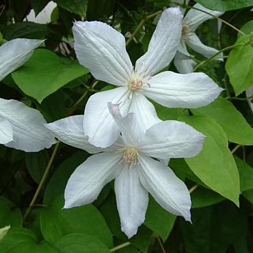 Clematis 'Jackmanii Alba'