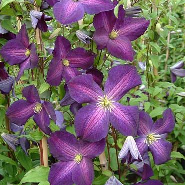 Clematis Jackmanii Purpurea