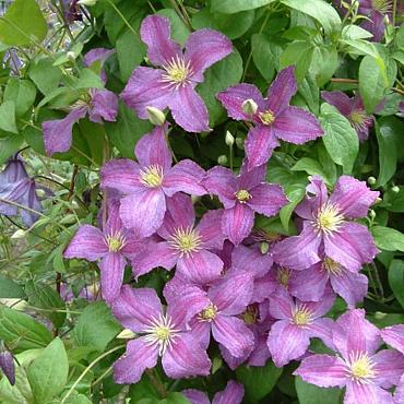 Clematis Jolly Good