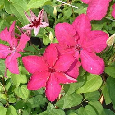 Clematis 'Kardynal Wyszynski'