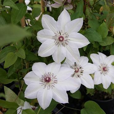 Clematis 'Miss Bateman'