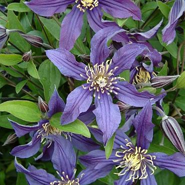 Clematis Mississippi River
