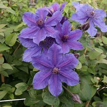 Clematis Mon Amour