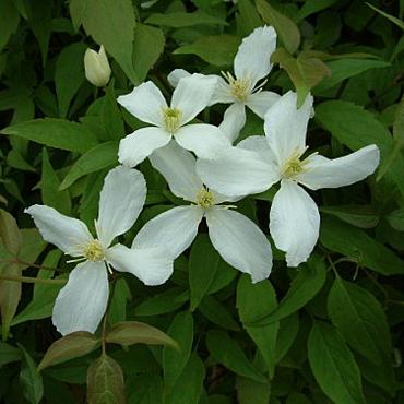 Clematis montana