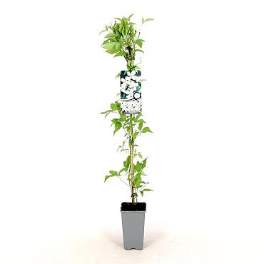 Clematis montana grandiflora