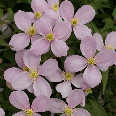 Clematis mont. rubens