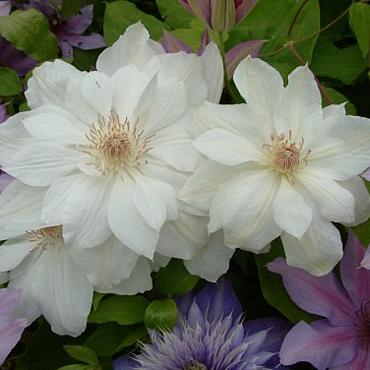 Clematis 'Mrs George Jackman'