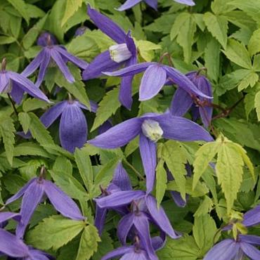 Clematis 'Pamela Jackman'