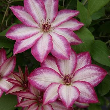 Clematis Picotee