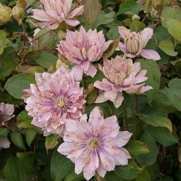 Clematis Pink Passion