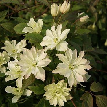 Clematis 'Primrose Star'