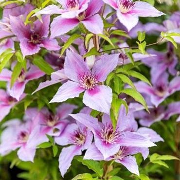 Clematis Proud Mary