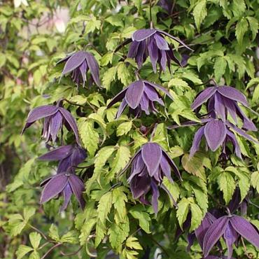 Clematis 'Purple Spider'