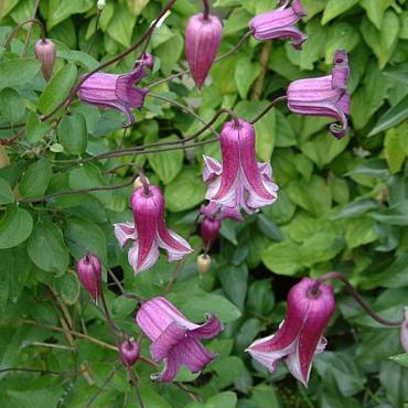 Clematis Queen Mother