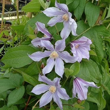 Clematis Star River