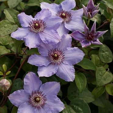 Clematis Still Waters