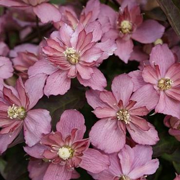 Clematis 'Sunrise'