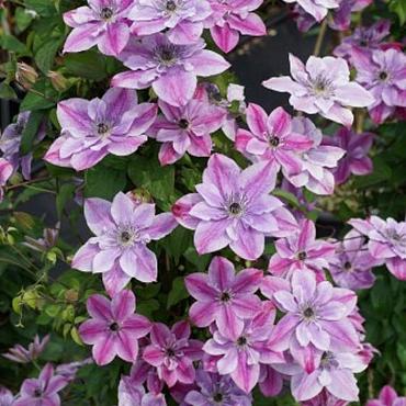 Clematis Super Cute
