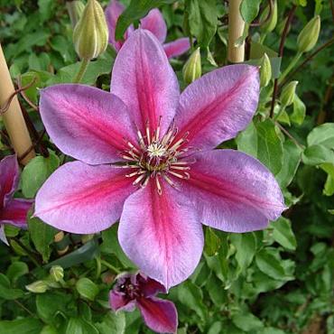 Clematis Temptation