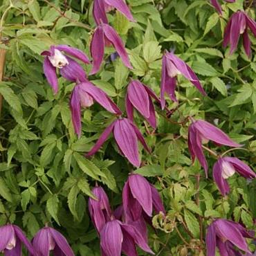 Clematis 'Violet Purple'