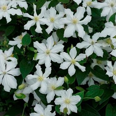Clematis White Arabella