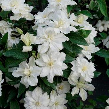 Clematis White Arabella
