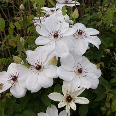 Clematis White Pearl