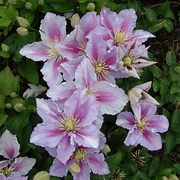 Clematis 'Piilu'