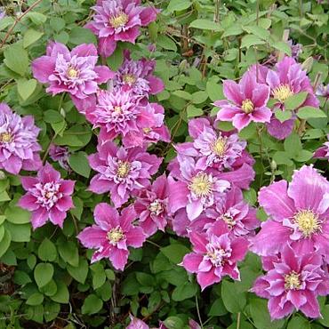 Clematis 'Piilu'