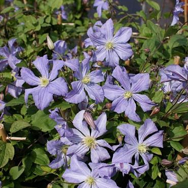 Clematis 'Prince Charles'