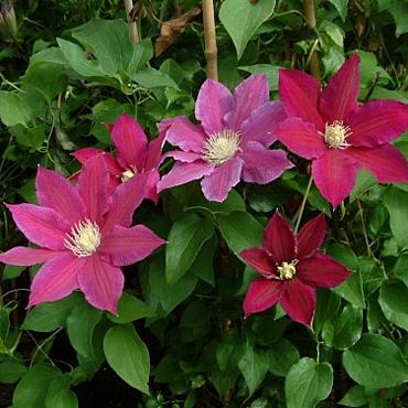 Clematis 'Red Pearl'