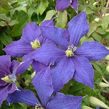 Clematis 'Rhapsody'