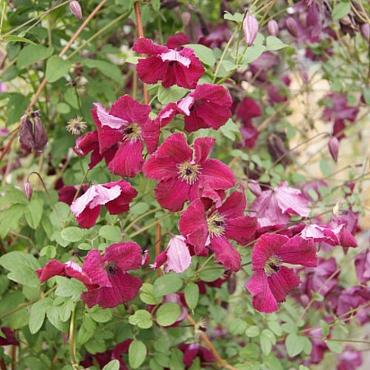 Clematis 'Rubra'