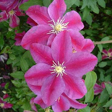 Clematis 'Sunset'
