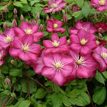 Clematis 'Ville de Lyon'