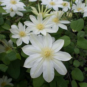 Clematis 'Wada's Primrose'