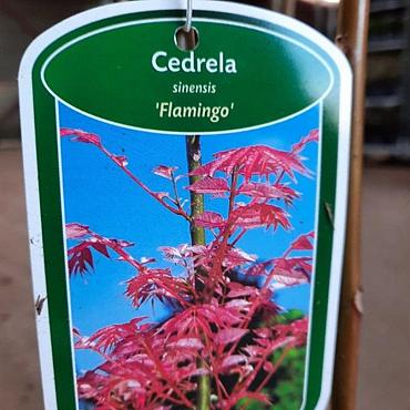 Toona sinensis 'Flamingo'