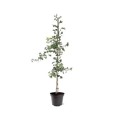 Ginkgo biloba