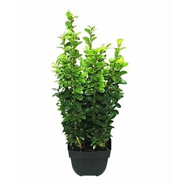 Buxus sempervirens  -Bushes-