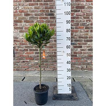 Laurus nobilis -Stem-