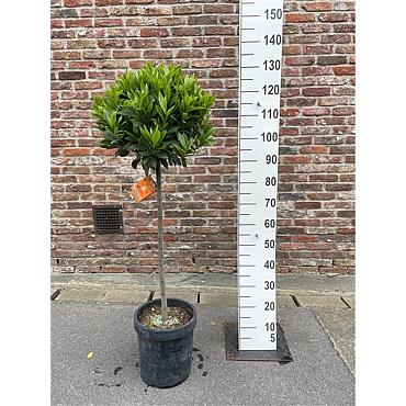 Laurus nobilis -Stem-