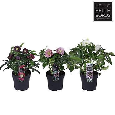 Helleborus orientalis