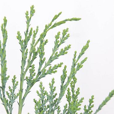 Chamaecyparis l. 'Columnaris'