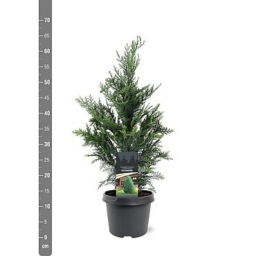 Chamaecyparis l. 'Columnaris'