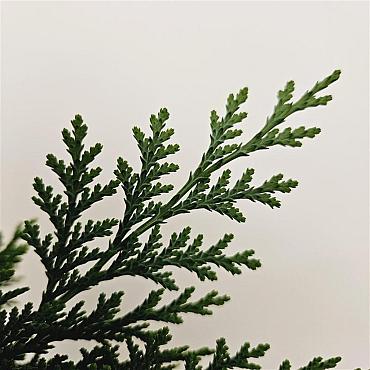 Chamaecyparis l. 'Columnaris'